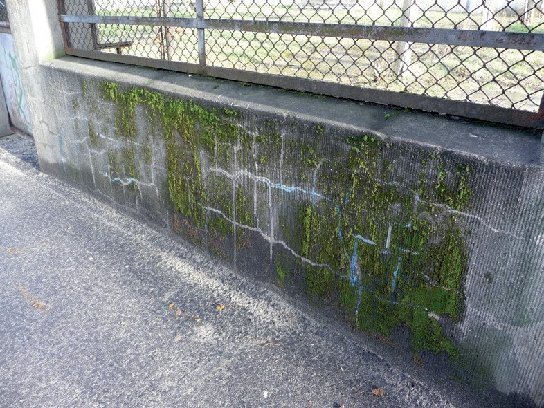 Mchy porastające powierzchnię muru.